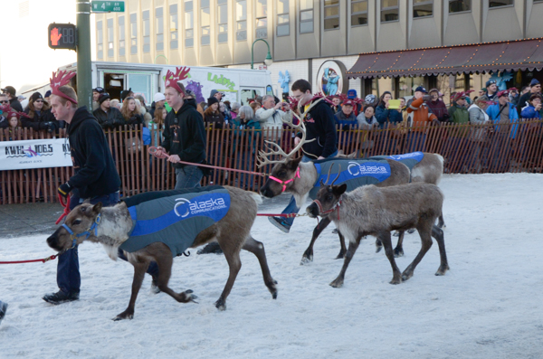 Reindeer