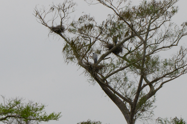 Blue Heron Nests