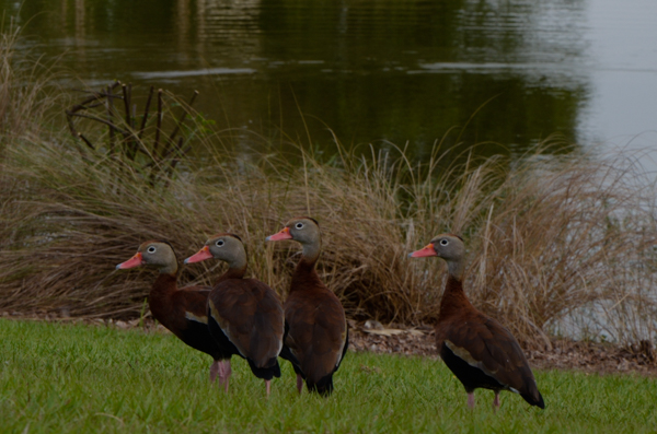 Black-Bellied Whistling Ducks