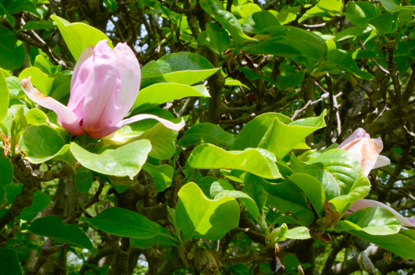 Magnolia x soulanciana 'alexandrina'
