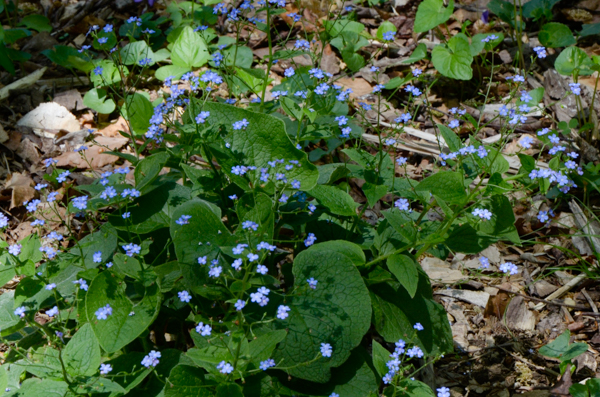 Siberian bugloss, Brunnera macrophylla