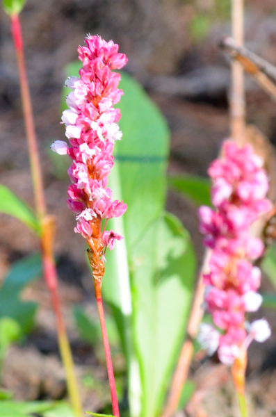 Pink spikes