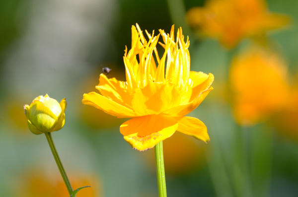 Golden Flower