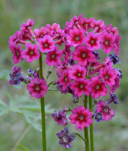 Pink panicles