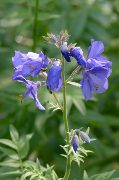 Polemonium viscosum