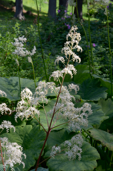 Astilbe