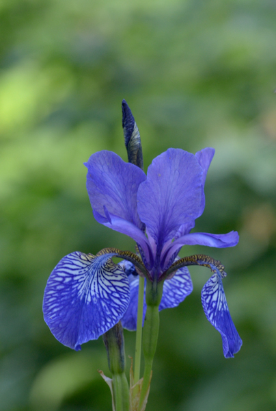 Blue Iris