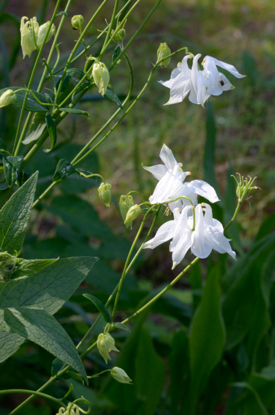 More bells