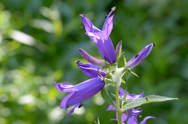 Blue Flower