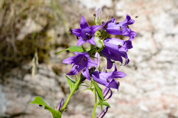 Purple flower