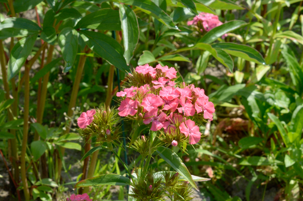 Pink flower