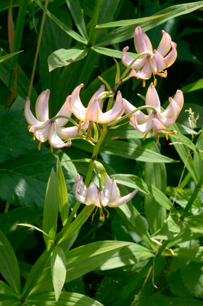 Pink flowers