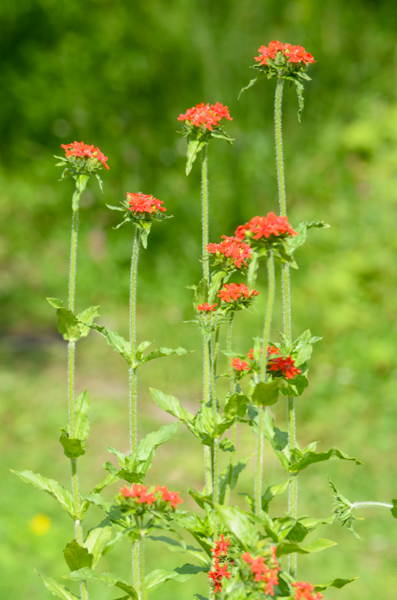 Tall red flowers