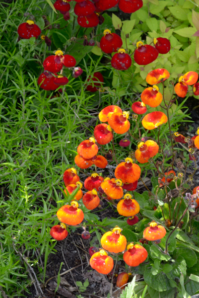 Bulbous flowers