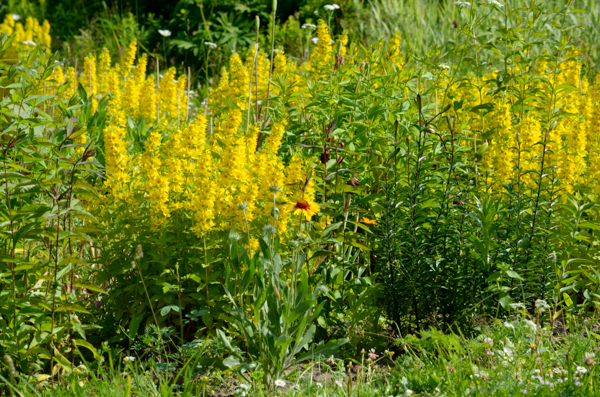 Yellow flowers