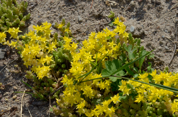 Yellow Flowers