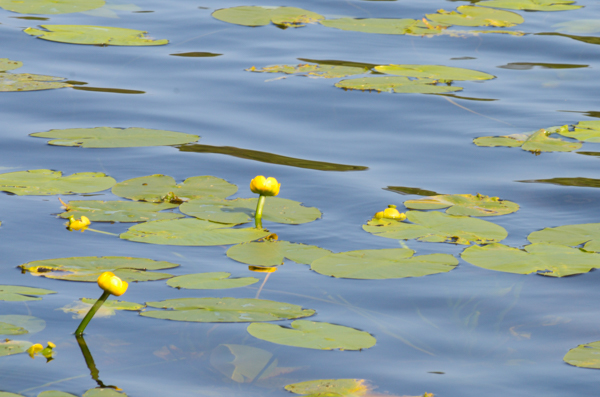 Water Lilies