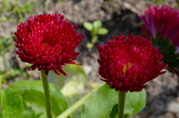 Red flower