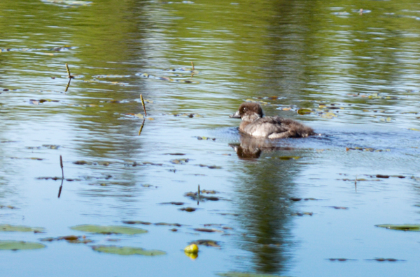 Ducks