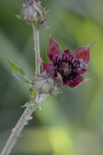 Comarum palustre (Marsh  Cinquefoil)?