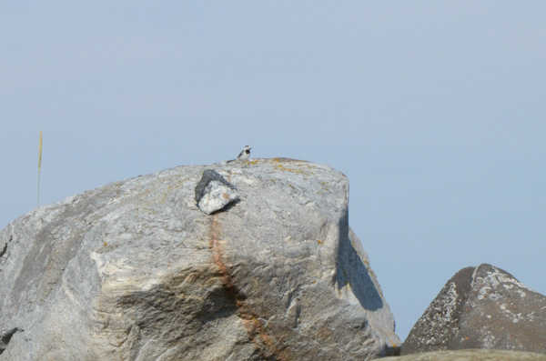 White Wagtail, Nilmoguba