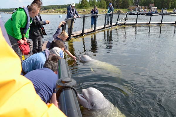 Friendly whales