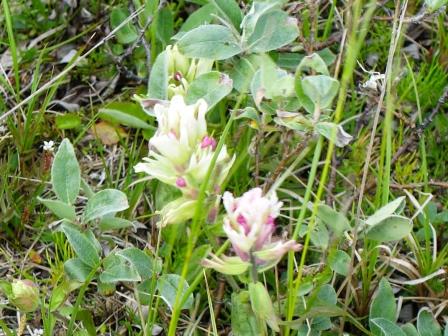 More mystery plants