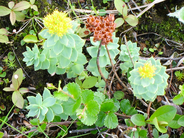 RHODIOLA ROSEA ?