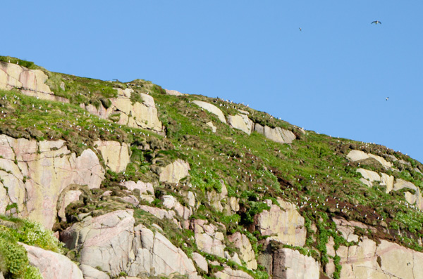 Puffin Nests