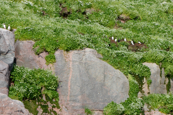 Puffins at nests