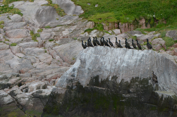 Juvenile cormorants