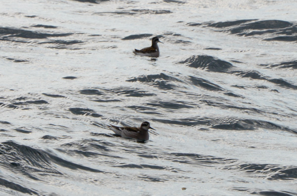 Phalarope