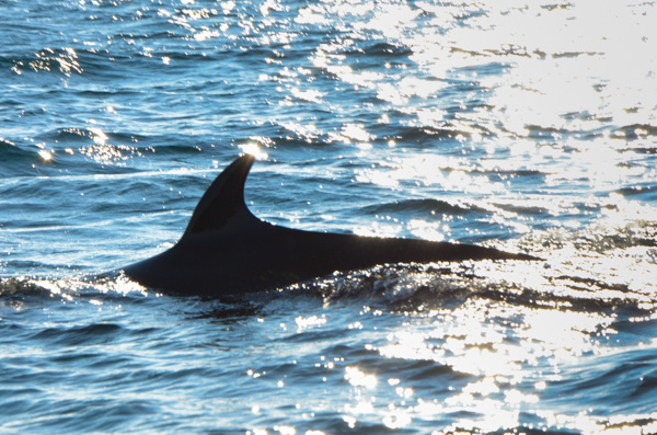 Minke Whale