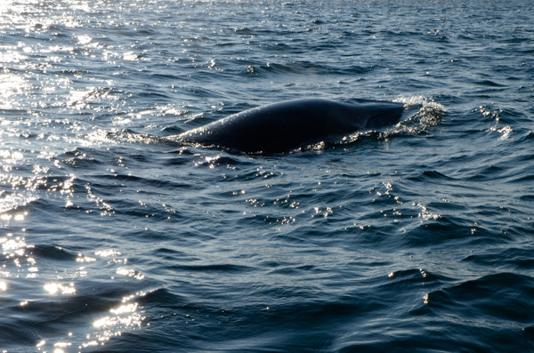 Minke Whale