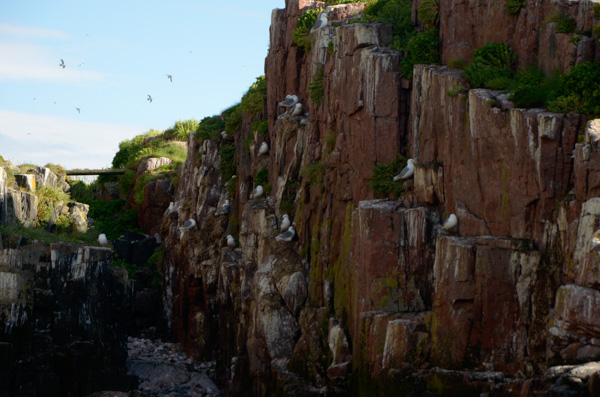 Kittiwakes