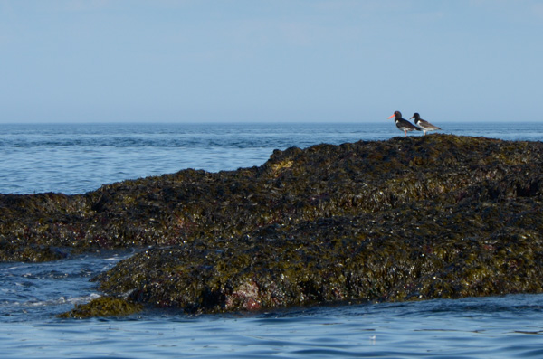 Oystercatchers