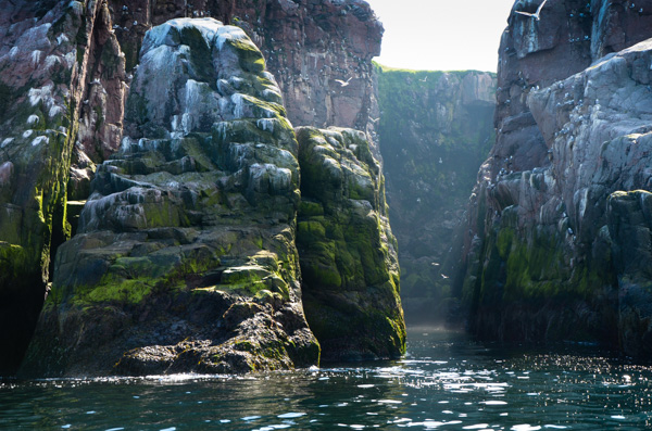 Kittiwake breeding territory