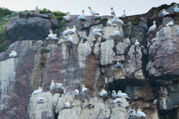 Gannets