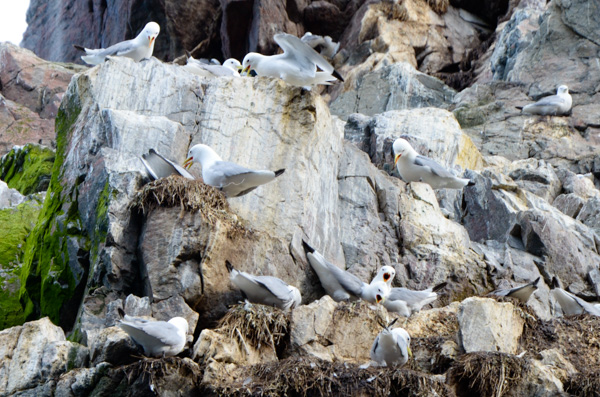 Screaming kittiwakes