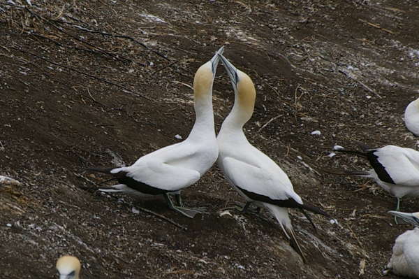Courting gannets