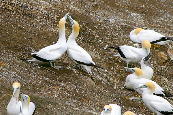 Courting gannets