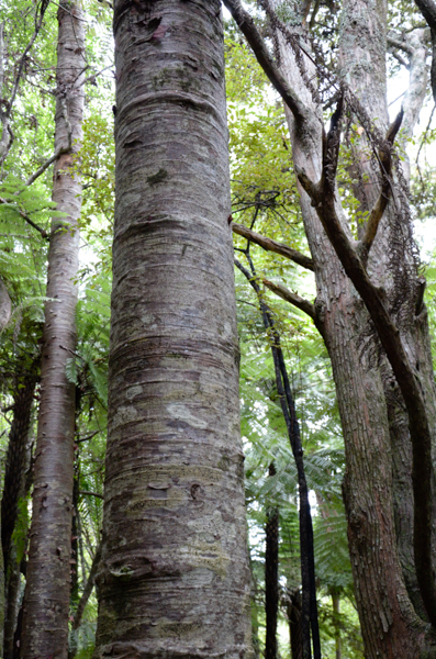 Kauri tree