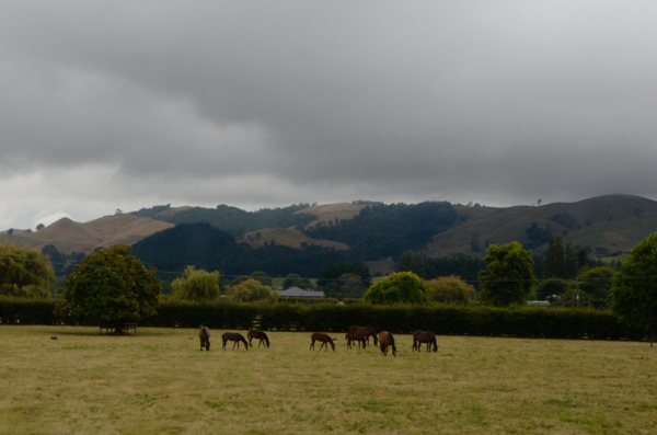 Horse Farm