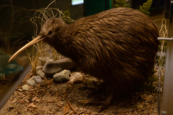 Brown Kiwi