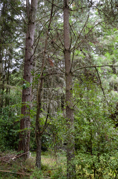 Forestry Institute