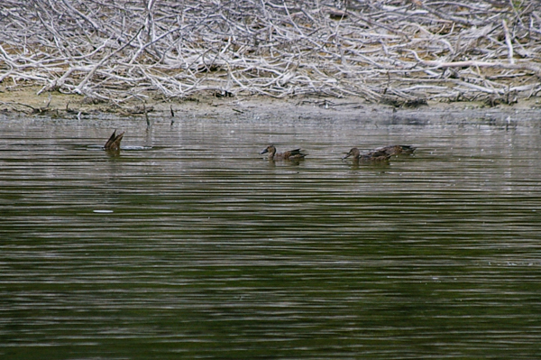 Grey Teal