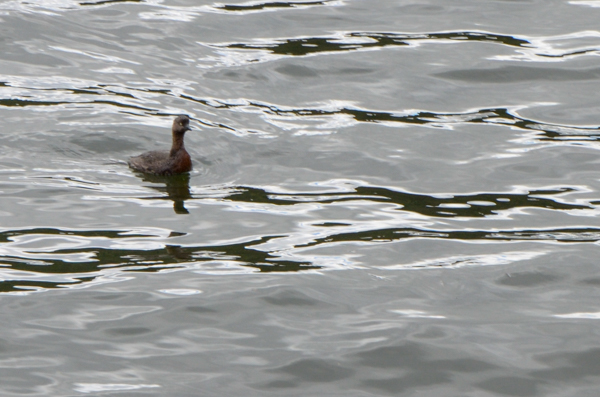 New Zealand Dabchick