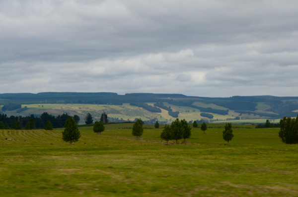 Tree farms