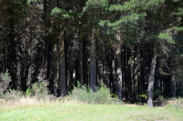 Pruned trees