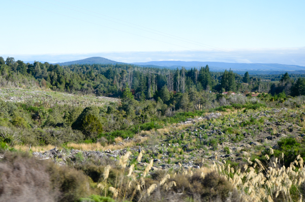 Replanted trees